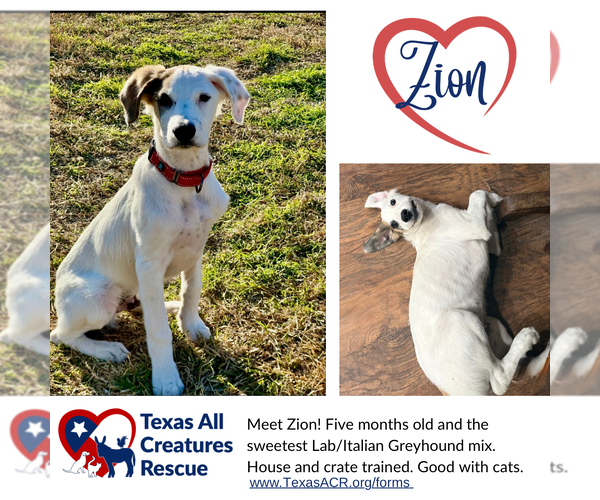 Medium Photo #1 Italian Greyhound-Labrador Retriever Mix Puppy For Sale in Lillian, TX, USA