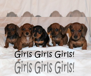 Dachshund Puppy for sale in LAKESIDE, CA, USA