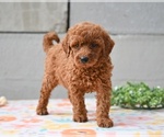 Image preview for Ad Listing. Nickname: Marty