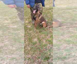 Belgian Malinois Puppy for sale in LAWRENCEBURG, KY, USA