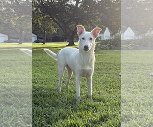 Cooper/Nieve - Male Siberian Husky-Unknown Mix Dog for Adoption - Photo #2