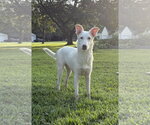 Small #1 Siberian Husky Mix