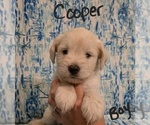 Small #32 Chizer