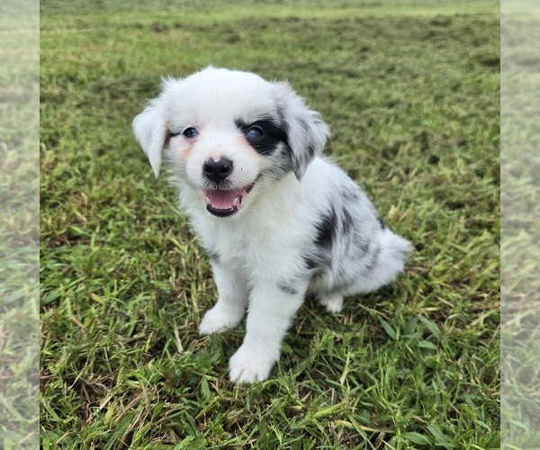 Medium Photo #2 Miniature Australian Shepherd Puppy For Sale in ELIZABETH CITY, NC, USA