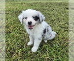 Small #1 Miniature Australian Shepherd
