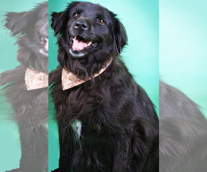 Luna - Female Retriever -Unknown Mix Dog for Adoption - Photo #2