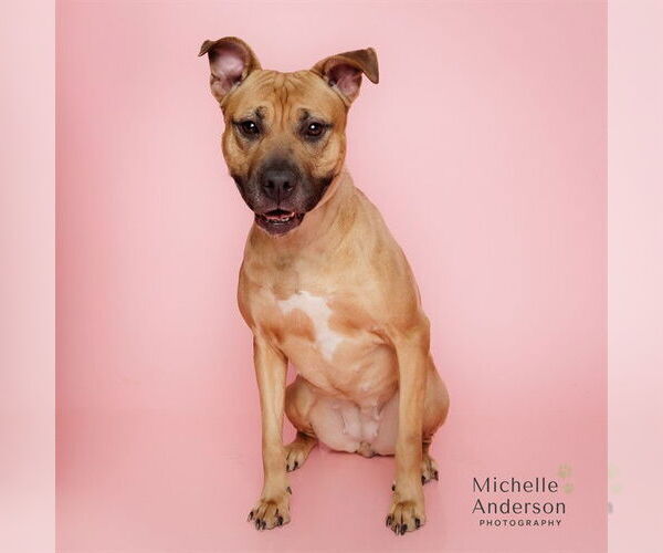 Medium Photo #2 Staffordshire Bull Terrier Puppy For Sale in Corona, CA, USA