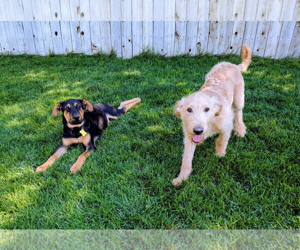 Medium Photo #7 Labradoodle Puppy For Sale in Sandy, UT, USA