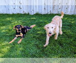 Small #6 Labradoodle