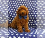 Small Photo #4 Goldendoodle-Poodle (Toy) Mix Puppy For Sale in NOTTINGHAM, PA, USA