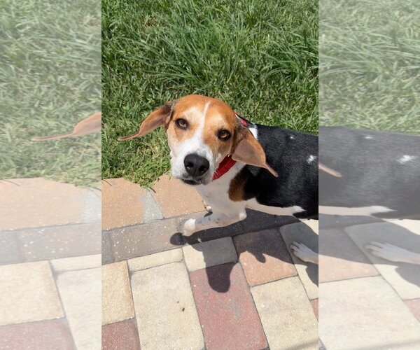 Medium Photo #4 Beagle Puppy For Sale in Tampa, FL, USA