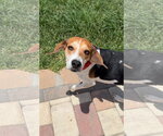 Small #3 Beagle