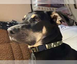 Quinoa - Female Labbe Dog for Adoption - Photo #5