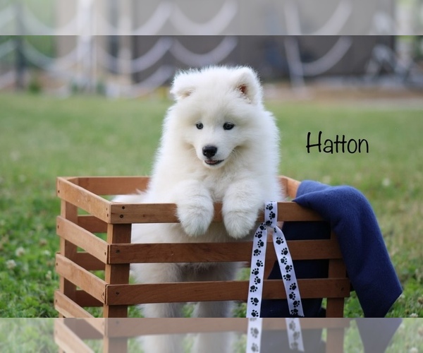 Medium Photo #1 Samoyed Puppy For Sale in SHILOH, OH, USA