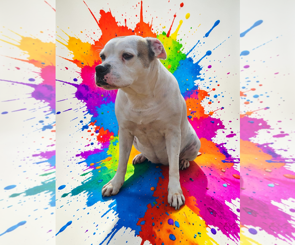 Medium Photo #34 Bullboxer Pit Puppy For Sale in McKinney, TX, USA