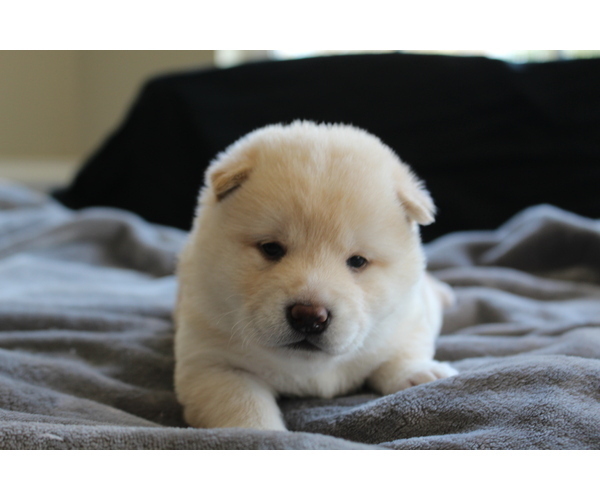 Medium Photo #30 Shiba Inu Puppy For Sale in VIRGINIA BCH, VA, USA