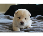 Small Photo #30 Shiba Inu Puppy For Sale in VIRGINIA BCH, VA, USA
