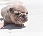 Small Photo #4 Pug Puppy For Sale in PALM COAST, FL, USA