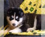 Small Photo #2 Siberian Husky Puppy For Sale in DANVILLE, PA, USA