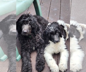 Newfypoo Puppy for sale in DEARBORN HEIGHTS, MI, USA