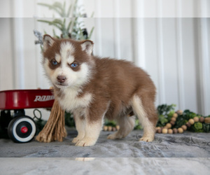 Medium Siberian Husky
