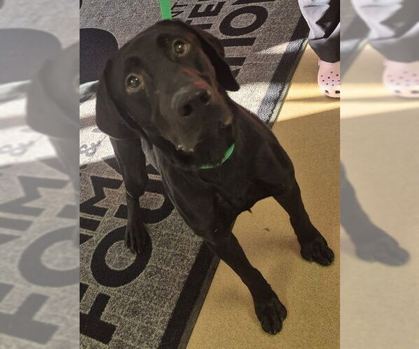 Medium Photo #2 Labrador Retriever Puppy For Sale in Decatur, IL, USA