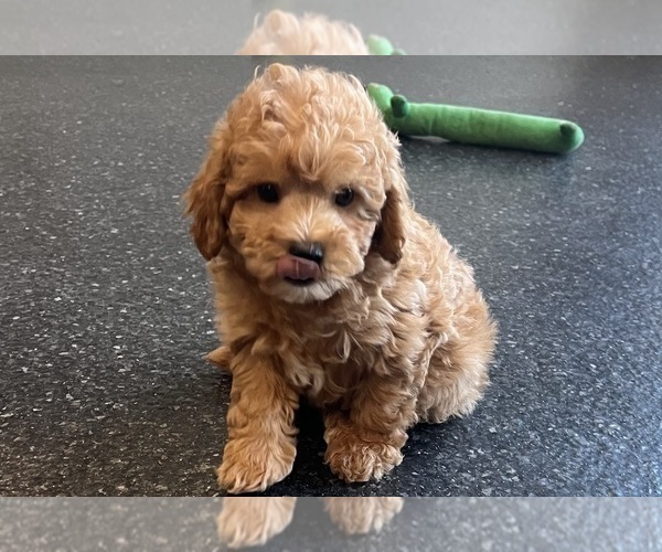 Medium Photo #10 Poodle (Toy) Puppy For Sale in WARSAW, IN, USA
