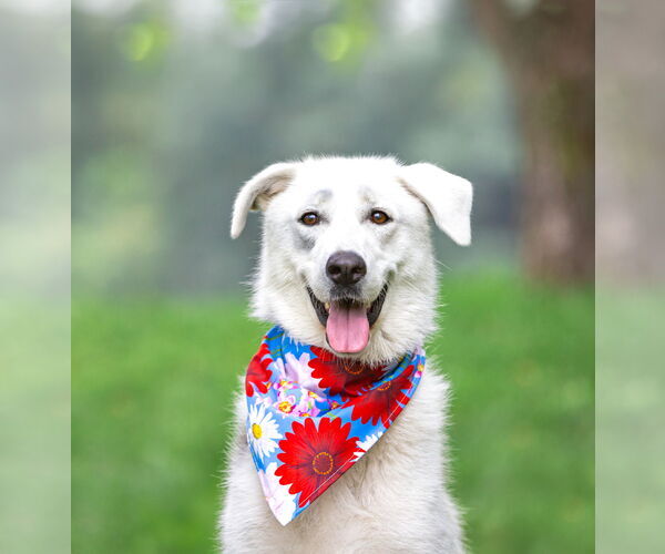 Medium Photo #1 Great Pyrenees-Unknown Mix Puppy For Sale in Unionville, PA, USA