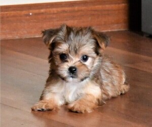 Morkie Puppy for sale in ROCK VALLEY, IA, USA
