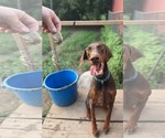 Small #6 Doberman Pinscher