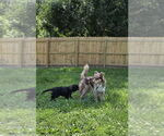 Small #1 Australian Shepherd