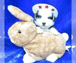 Small Photo #3 Australian Shepherd Puppy For Sale in HARTVILLE, MO, USA
