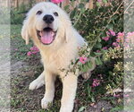 Small #1 Great Pyrenees