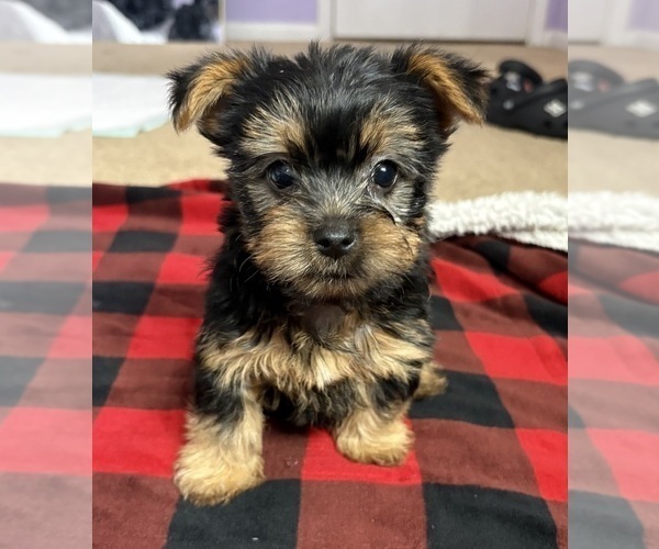 Medium Photo #5 Yorkshire Terrier Puppy For Sale in KATY, TX, USA