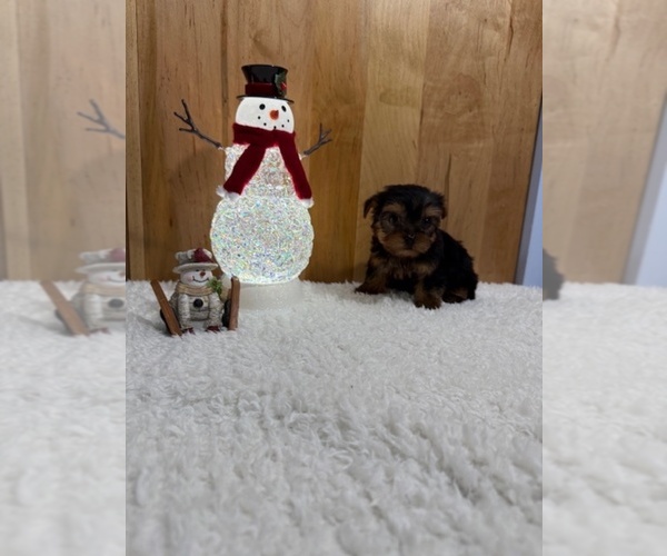 Medium Photo #2 Yorkshire Terrier Puppy For Sale in MUNFORDVILLE, KY, USA