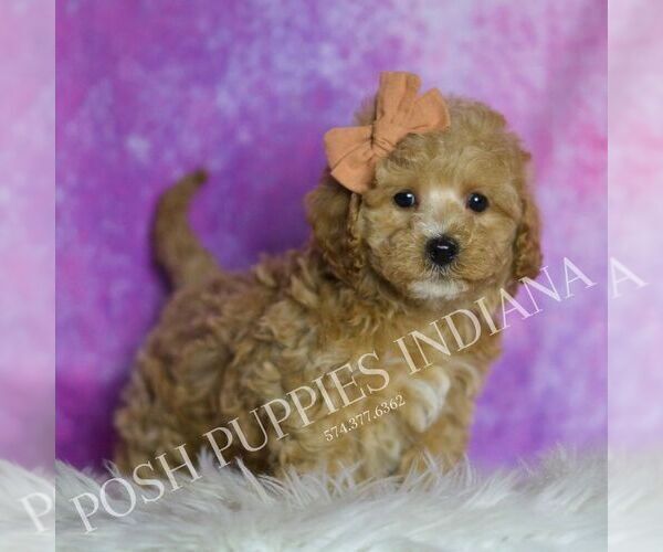 Medium Photo #1 Maltipoo (Miniature) Puppy For Sale in WARSAW, IN, USA