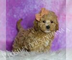 Puppy Fizzy Maltipoo (Miniature)