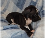 Small Photo #11 Great Dane Puppy For Sale in SPRAGGS, PA, USA