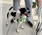 Small #14 Jack Russell Terrier Mix
