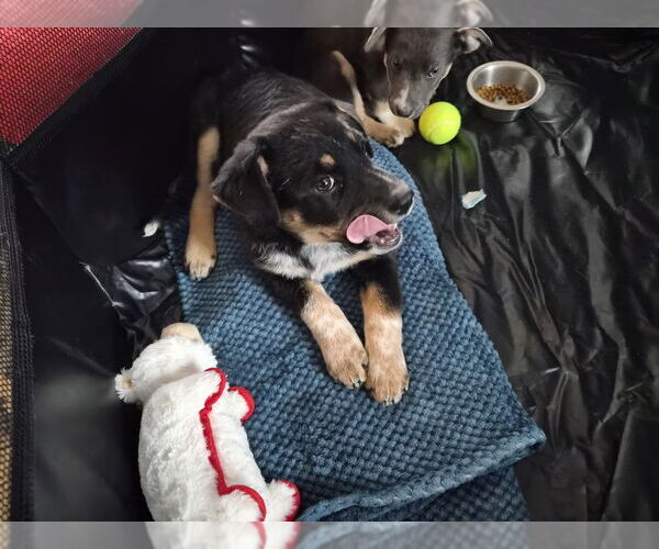 Medium Photo #1 Mutt Puppy For Sale in Springdale, PA, USA