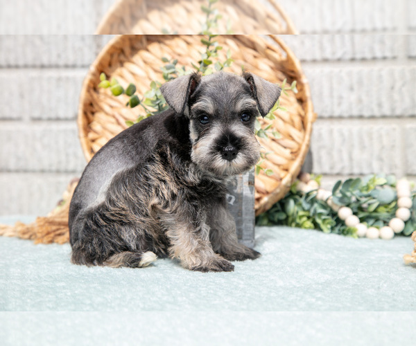 Medium Photo #3 Schnauzer (Miniature) Puppy For Sale in BALTIC, OH, USA