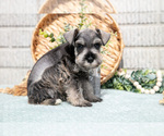 Small Photo #3 Schnauzer (Miniature) Puppy For Sale in BALTIC, OH, USA