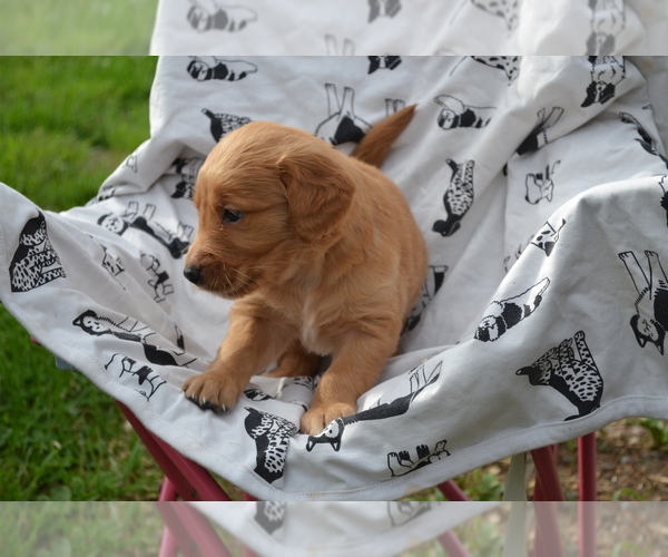 Medium Photo #3 Golden Retriever Puppy For Sale in GREENWOOD, WI, USA