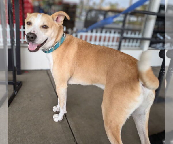 Medium Photo #5 American Pit Bull Terrier-Siberian Husky Mix Puppy For Sale in Huntington Beach, CA, USA