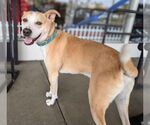 Small #4 American Pit Bull Terrier-Siberian Husky Mix