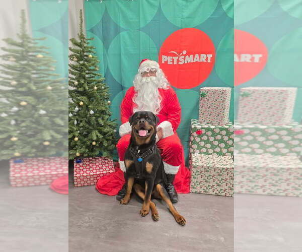 Medium Photo #36 Rottweiler Puppy For Sale in VONORE, TN, USA
