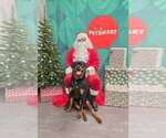 Small #35 Rottweiler