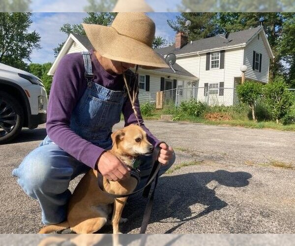 Medium Photo #11 Chiranian Puppy For Sale in Rootstown, OH, USA