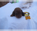 Small Photo #1 Dachshund Puppy For Sale in CHOCTAW, OK, USA