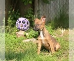 Small #1 German Shepherd Dog Mix